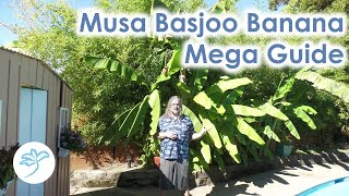 Musa Basjoo Cold Hardy Banana Mega Guide - Everything you wanted to know and some stuff you didn't