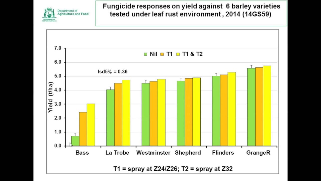 Barley leaf rust - YouTube