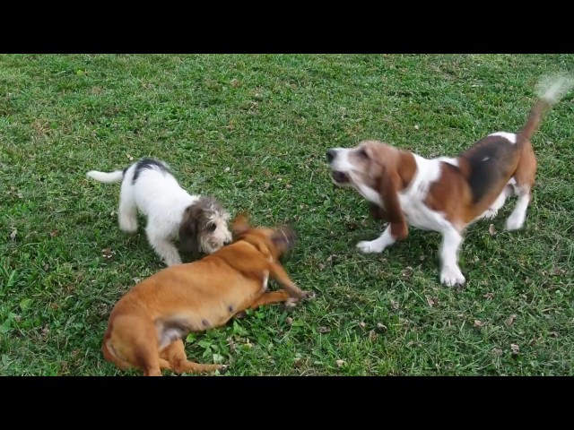 mini basset hound puppies for sale