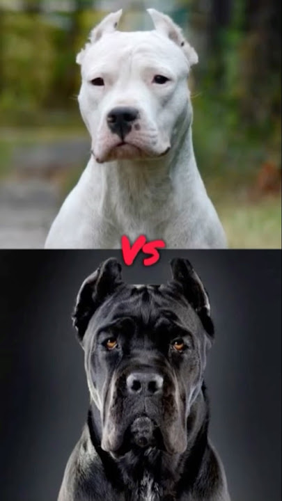 Belgian malinois vs Doberman vs Rottweiler vs Dogo argentino vs Canecorso