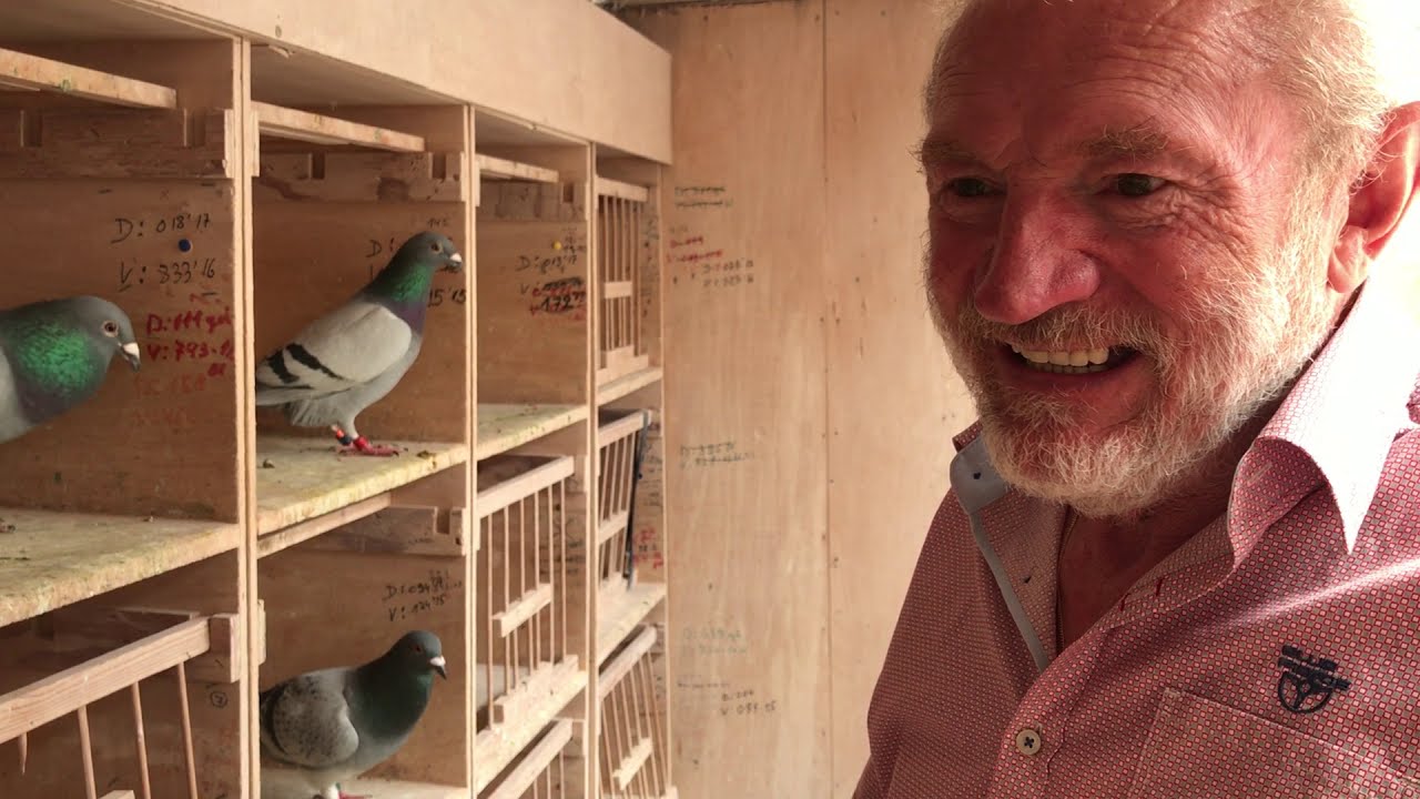 Leo heremans I Breeding Loft | Part 3 معلومات قيمة من بطل الزاجل ليو هيرمانس | اللوفت | الجزء