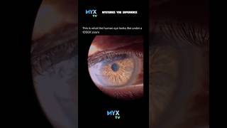This Is What HUMAN EYE Looks Like Under A 1000X Microscope 😱