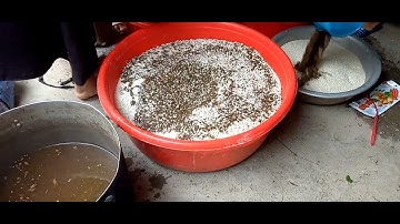 Cách làm Men Lá từ các loại thảo dược tự nhiên của người tày Hà Giang  .