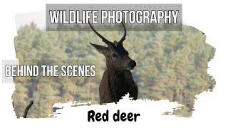 WILDLIFE PHOTOGRAPHY Behind the Scenes - Wild Red Deer