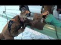 Pipeline Welding - A Day On The Hot Pass