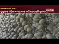 Mayurbhanj silkworm farming make thakurmunda farmers self sufficient  kalingatv