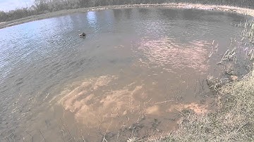 Kia the pudlepointer NAVHDA training