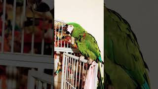 Download Lagu Cute talking Mack MP3