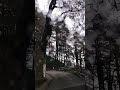 #Network 0% and peace 🌲☁️💯% #himachalpradesh #mountainviews #greenery