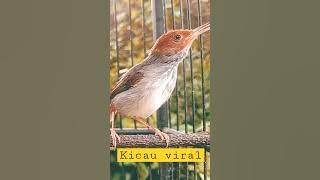 Prenjak Betina Gacorrr