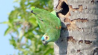 Papagaio Verdadeiro - Amazona aestiva - Turquoise-fronted Parrot