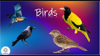 Birds || Know the name of some common birds || Birds name for Preschool || LKG || UKG