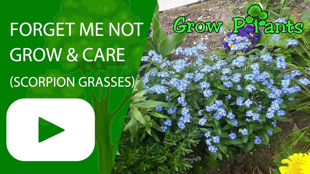 Forget Me Not Plant Grow Care Scorpion Grasses Flower Youtube