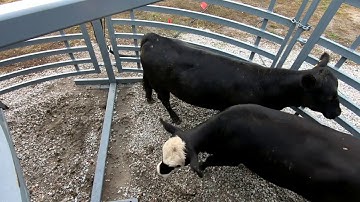 Demonstration of Moly Mfg Remote Control TurretGate™ with Adjustable Single Alleyway - Farm Progress