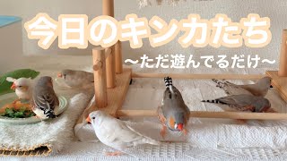 【鳥さんに聞いてほしい♪】鳴き声がかわいいキンカチョウ