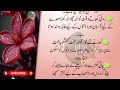sardio ma pait ka msla  | Motivational Islamic Quotes | Golden Words | Rumi Quotes