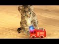 Little kitten my favorite cat  play fun cute kitten pet care mini games for children