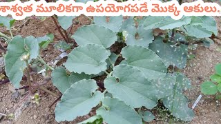 శశవత మలకగ ఉపయగపడ మకక ఆకల The Plant Leaves Are Used As A Perennial Herb