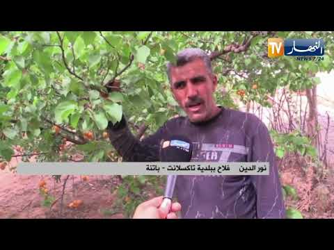 باتنة منتجو المشمش يثمنون قرار مصنع نقاوس برفع الأسعار ومخاوف من زوال الشعبة