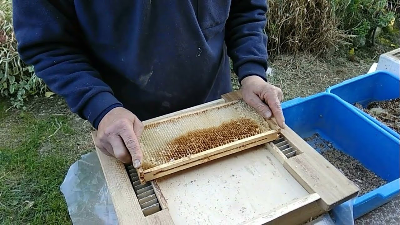 Сбор чистого прополиса прямо с рамок