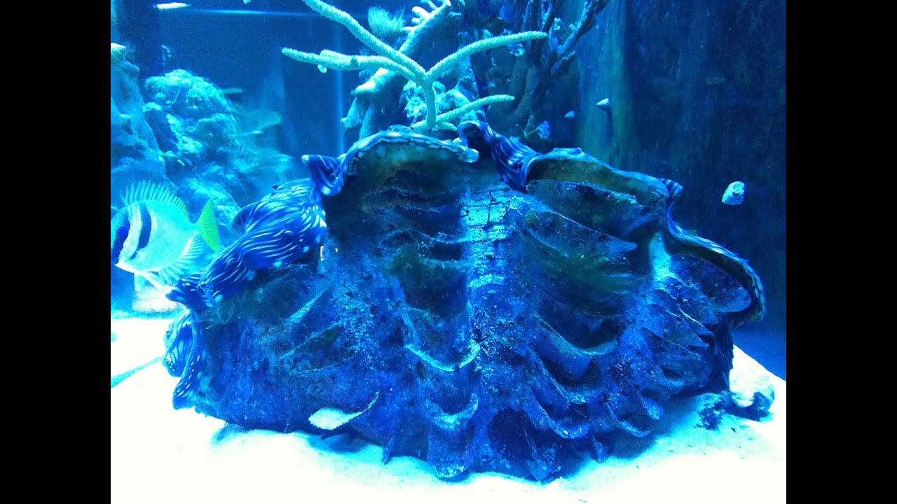 A True Percula Clownfish and his Giant Squamosa Clam