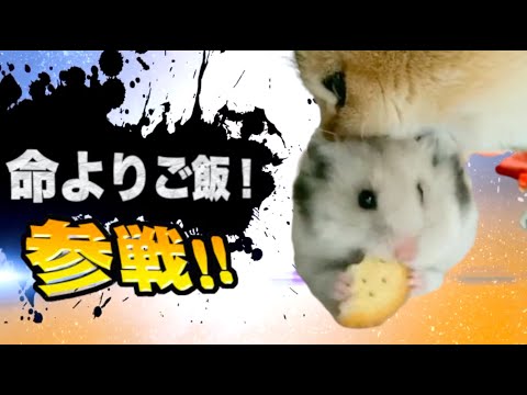 激やばアニマル全員参戦！！part56