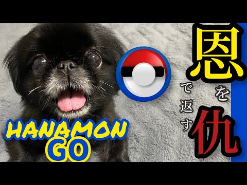 【恩を仇で返す？】なつかないペキニーズはなちゃんGETできるかな？| 悲しい帰省Part2 【犬】【Peki】PART2