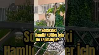 Sokaktaki Hamile Kediler İçin Neler Yapmalıyız? | 3 Altın Kural 📦