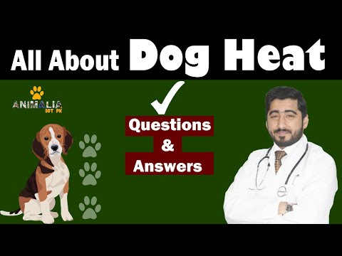 Everything - About Dog Heat || QnA || Heat Cycle of dog || Vet Furqan Younas
