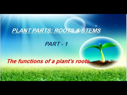 FUNCTIONS OF ROOTS