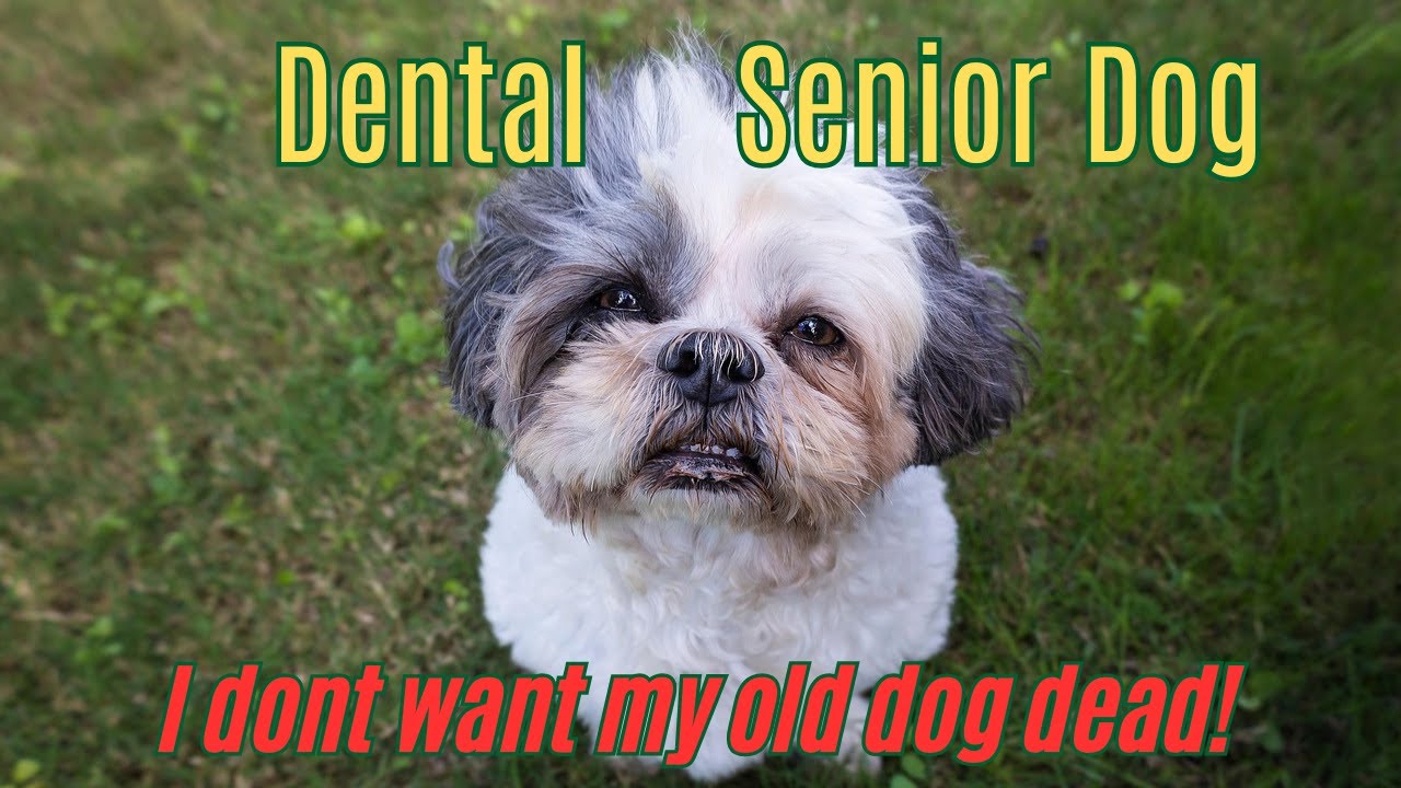 Should my senior dog get a dental cleaning