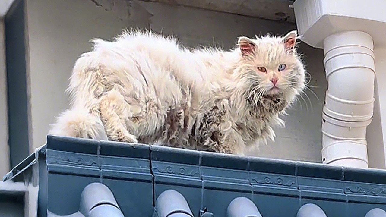 An odd-eyed stray cat stumbled into my yard like a fallen prince