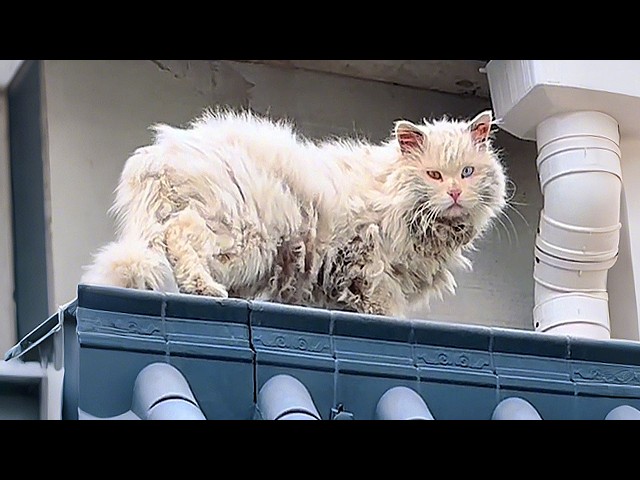 An odd-eyed stray cat stumbled into my yard like a fallen prince