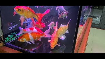 tối 9-5-2021thư giãn cùng các bé chép koi,vảy rồng 🐲🐉🐋🐟🦈🐬