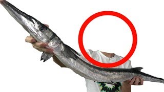 人をおそう巨大魚『オキサヨリ』をさばいたら、寄生されていた。