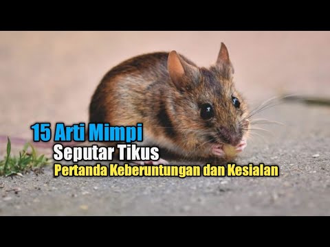 Video: Apa yang dimakan tikus? Apa yang dimakan tikus di alam?