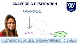 Anaerobic respiration | Learn A-Level Biology in 5 minutes | AQA, OCR, Edexcel, WJEC