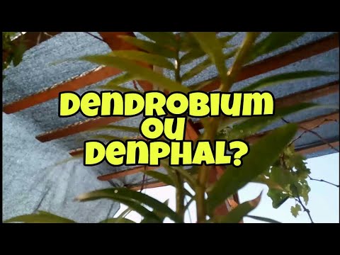 Dendrobium X Denphal - thptnganamst.edu.vn