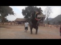 Паттайя деревня слонов