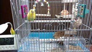 セキセイインコたまちゃん。本日のたまぽん産卵抱卵するインコ。ライブ配信。チャンネル登録よろしく！2020/08/05:am