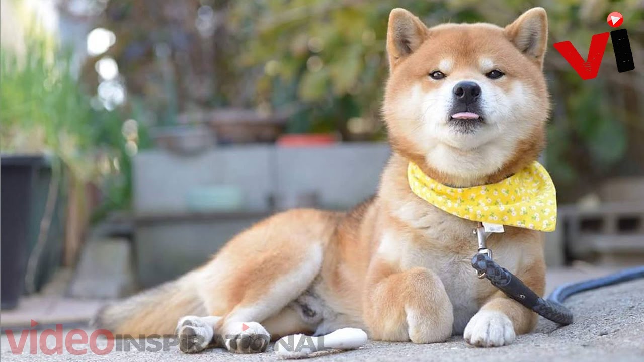 Meet Ryuji The Most Expressive Shiba From Japan