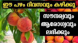 സൗന്ദര്യവും, ആരോഗ്യവും ലഭിക്കാൻ ഈ പഴം കഴിക്കു | peach fruit | prunus persica