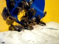 Пчеловодство bee
