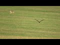 Волк и орел-могильник в одном кадре