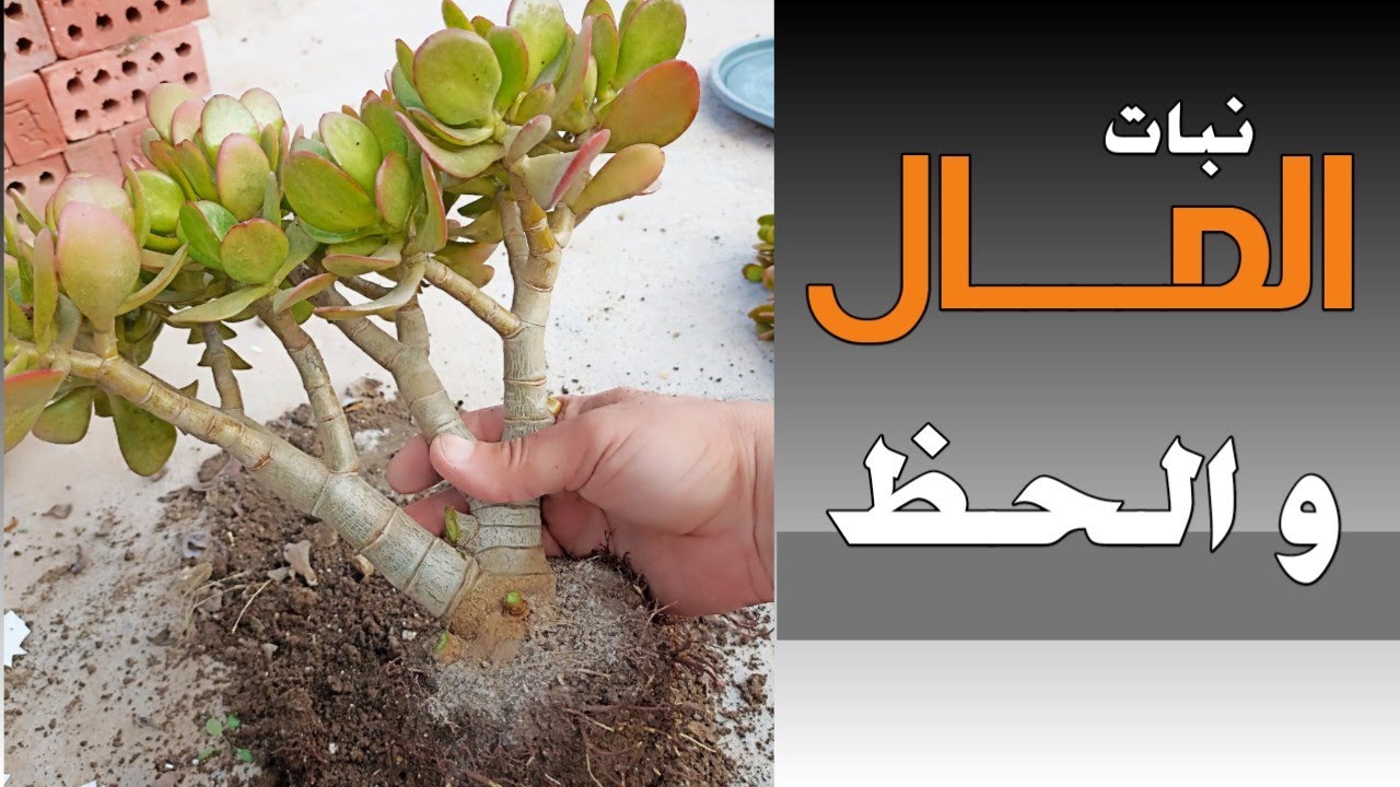 نبتة المال والحظ !!