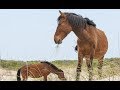 North Carolina&#39;s wild horses know how to survive hurricane - Daily News