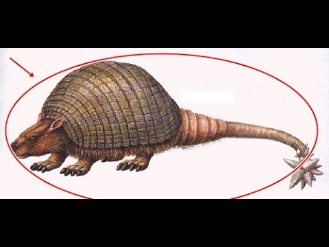  Hewan  Purba  Glypto Armadillo Glyptodon  YouTube