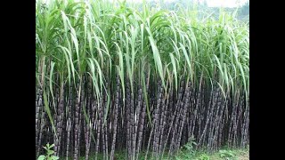 Method of growing sugarcane
