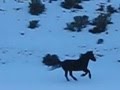 Caballo negro atraviesa pradera nevada de Valverde de la Sierra (Léon)