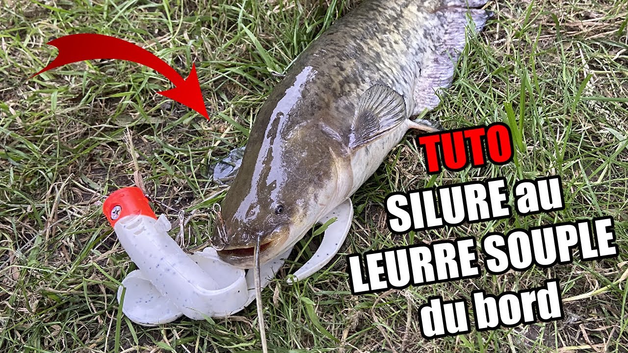 Tuto PÊCHE du SILURE au LEURRE SOUPLE du BORD